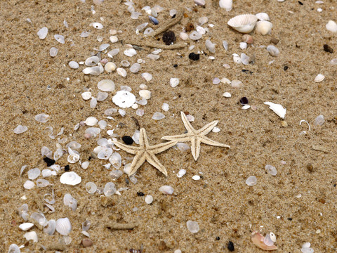海星和貝殼