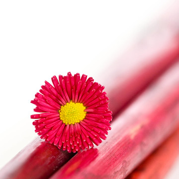bellie花竹