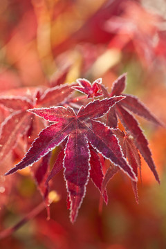紅色的楓葉