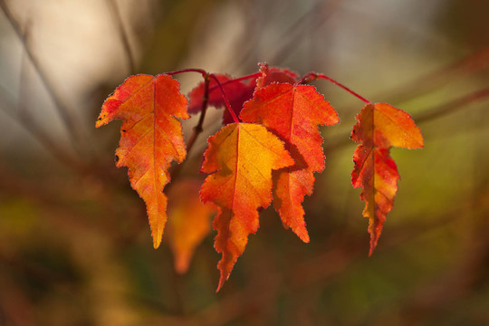herbststimmung