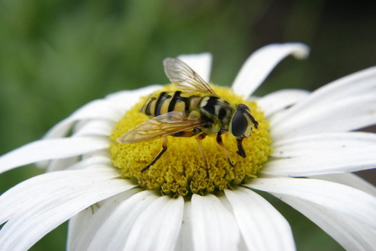 schwebefliege