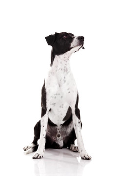 動物