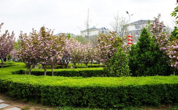 櫻花