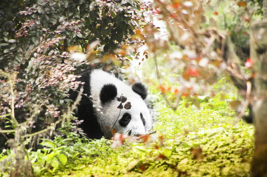 中華大熊貓