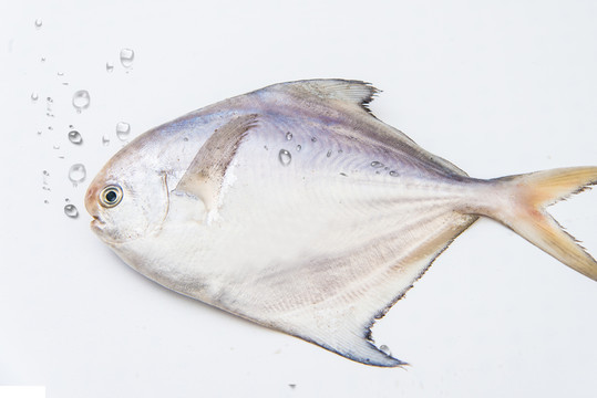昌魚 海鮮 吻 鮮魚海鮮水產