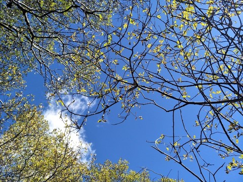 樹葉樹枝