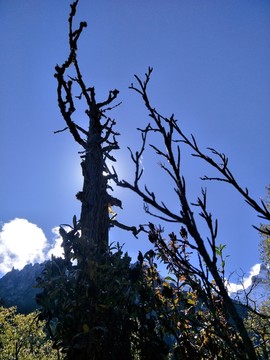 樹(shù)枝
