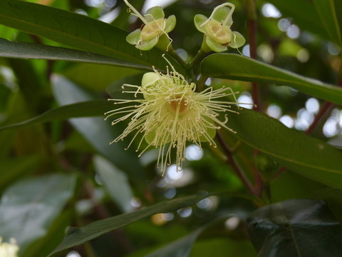 小花