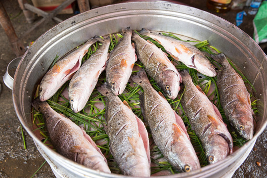 農(nóng)村喜酒 蒸魚(yú)