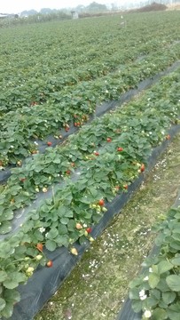 草莓園