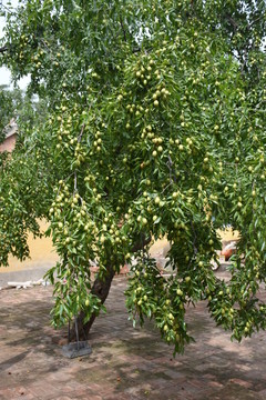 棗樹(shù)