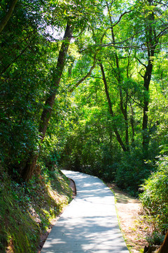 綠道  林蔭小路