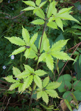 荊條花