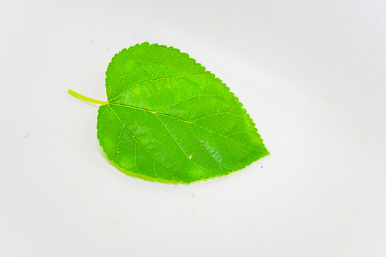 樹葉 高清