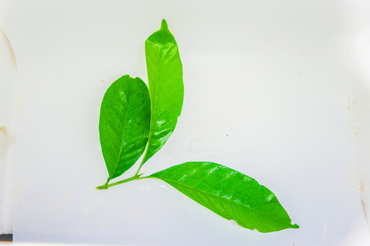 樹葉 綠葉 高清