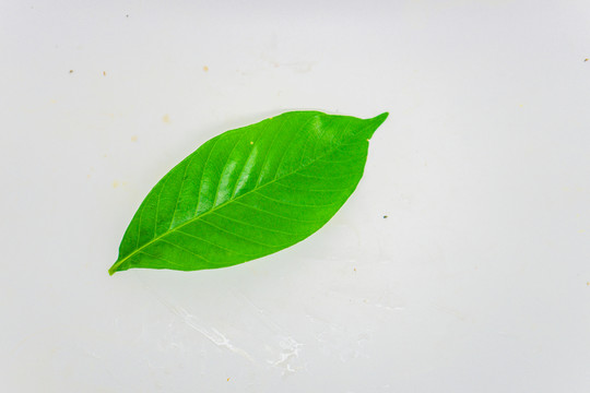 樹葉 綠葉 高清