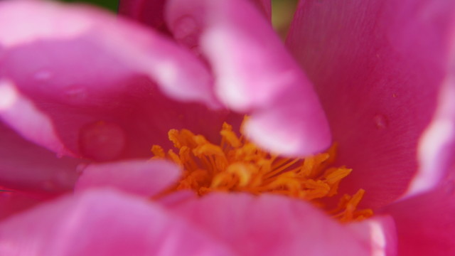 牡丹花