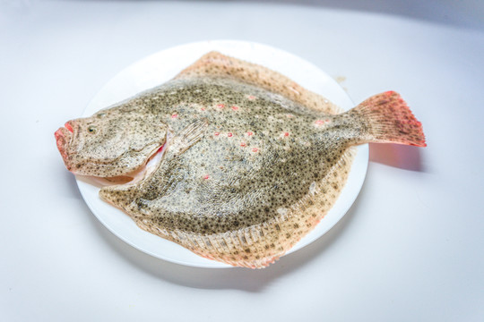 多寶魚 高清大圖