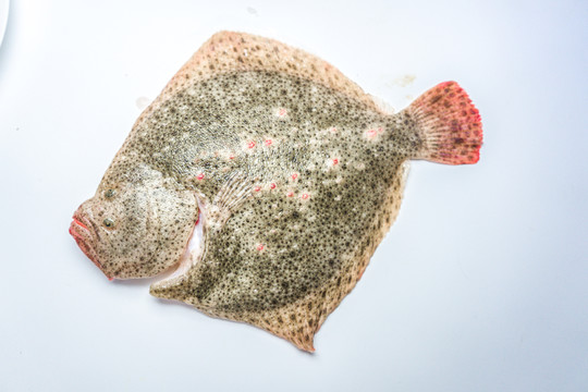 多寶魚 高清大圖