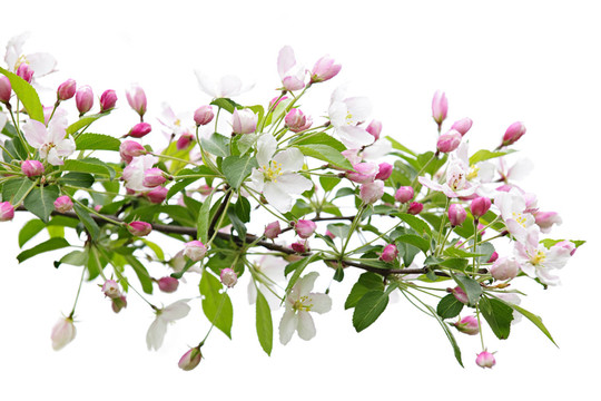 開花