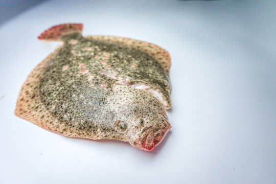 多寶魚(yú) 高清大圖