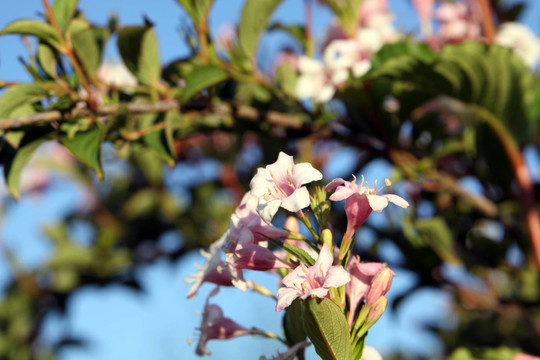 開(kāi)花