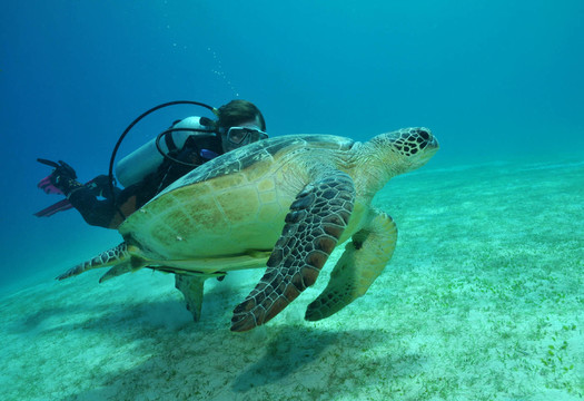 海龜和潛水員