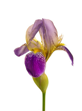 開花