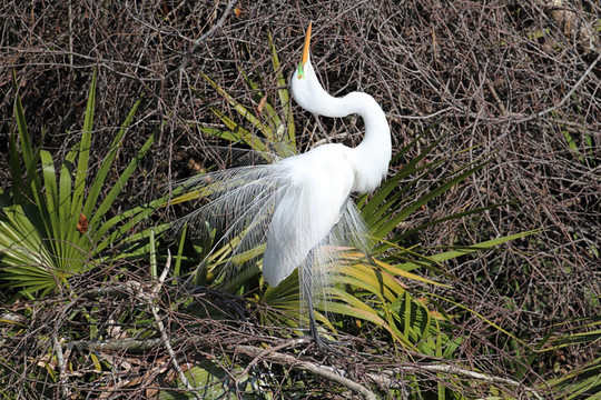 野生鳥類