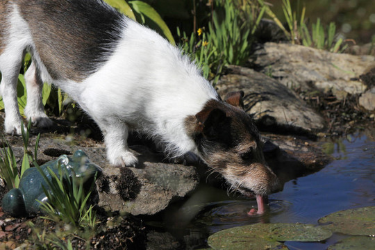 飲用jack russel梗
