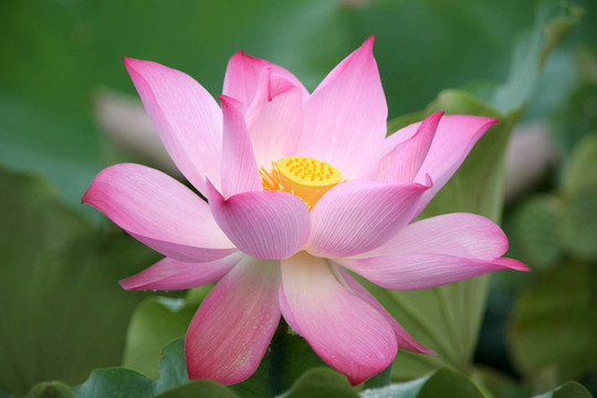 花卉