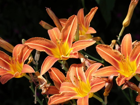 黃花菜