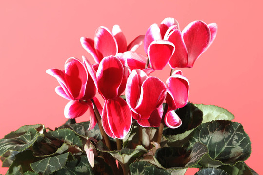 花卉