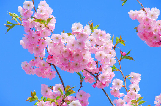 開花