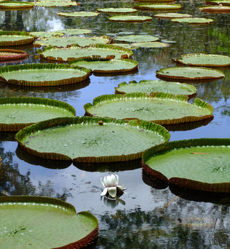 巨大的睡蓮Victoria regia