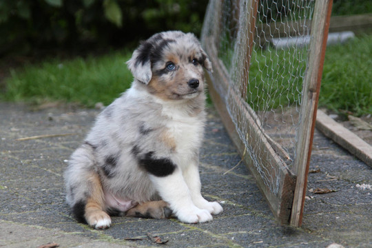 澳洲牧羊犬