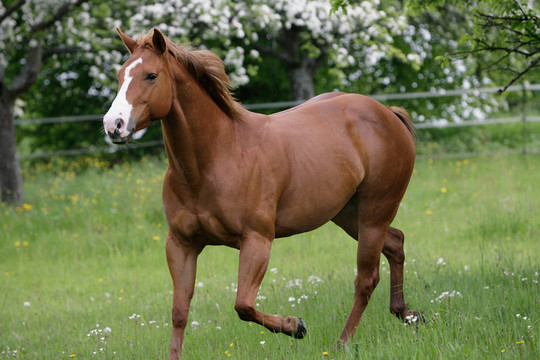 美國夸特馬