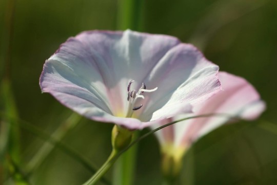 旋花