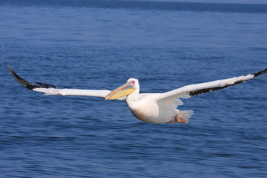 鳥
