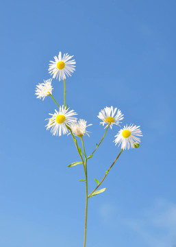 開花