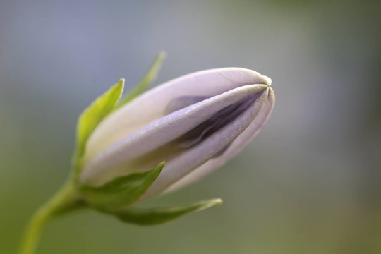 芽桔梗