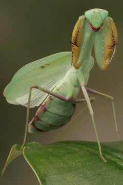 昆蟲