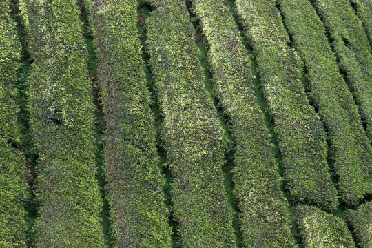 茶