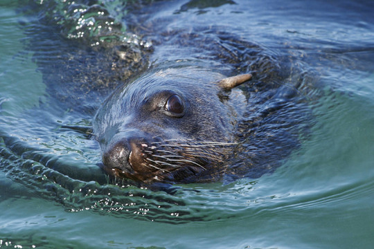 海狗學(xué)名Arctocephalus