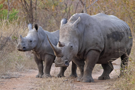 頭部后緣向前生出白色Ceratotherium