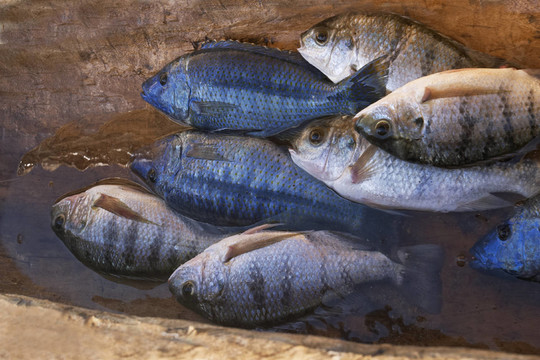 魚魚羅非魚羅非魚捕撈獨木舟獨木舟