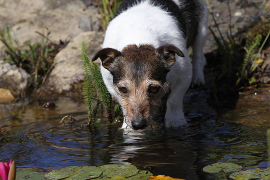 飲用jack russel梗