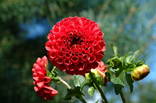 花