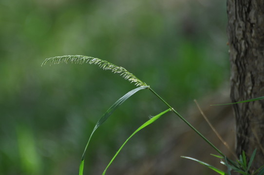 細(xì)葉臭草