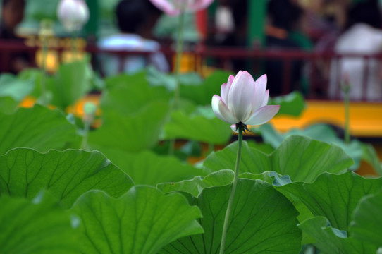 荷花